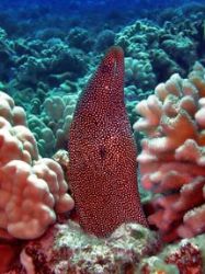 Spotted eel. Aquarium Reef. Molokini, Hawaii.
Olympus C-... by Kevin Robert Panizza 